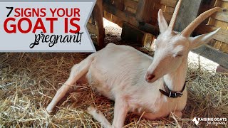 7 Goat Pregnancy Signs [upl. by Celestine]