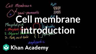 Cell membrane introduction  Cells  MCAT  Khan Academy [upl. by Ayaj919]