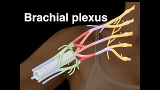 Brachial plexus [upl. by Aubin]