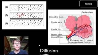 Transport Across Cell Membranes [upl. by Quintin]