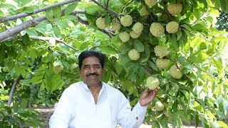 Custard Apple Sitaphal NMK 1Golden सिताफळ लागवड आणि काढणी नंतरचे तंत्रज्ञान [upl. by Freud205]