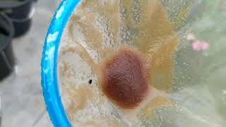 How to culture daphnia moina in a small container Part 1 English Subtitle [upl. by Firooc]