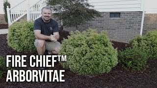 Fire Chief™ Arborvitae  Globe Shaped Evergreen  Year Round Interest [upl. by Anairo]