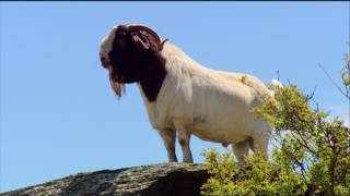 Boer Goat Farming [upl. by Suolhcin]