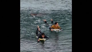 Caught on Camera Shark bites surfers leg in Australia [upl. by Yeslah]