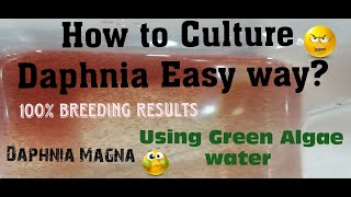 Daphnia MagnaHow to Culture Daphnia Easy wayCulturing Daphnia using Green water Daphnia [upl. by Armillia528]