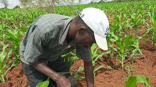 MAIZE FARMING [upl. by Wiggins]