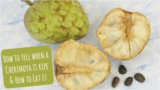 How to Graft Annona Fruit Trees Using Cleft Graft  Grafting Dream Cherimoya Atemoya etc [upl. by Droffats]