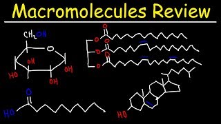 Macromolecules Review [upl. by Sreip548]