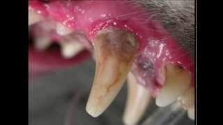 Pet Periodontal Disease [upl. by Chilton175]