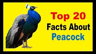 Peacock  Facts [upl. by Nohtanoj]