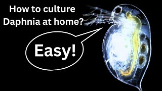 BEST Live Fish Food Beginner guide How to Culture Daphnia at home [upl. by Doubler614]