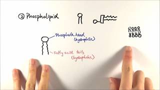 AS Biology  Phospholipids OCR A Chapter 35 [upl. by Morrell205]