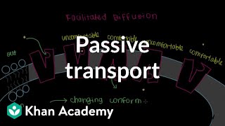 Passive Transport by Facilitated Diffusion  Cells  MCAT  Khan Academy [upl. by Eradis]