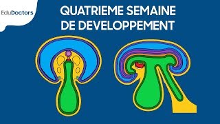 Quatrième semaine de développement  Embryologie générale [upl. by Darn]