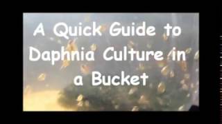 How to culture daphnia outside [upl. by Issi]