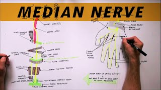 Median Nerve  Anatomy Tutorial [upl. by Randall]