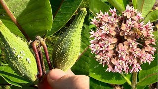 Wild Food Foraging Common Milkweed [upl. by Melda]