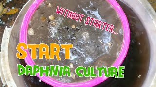 How to culture daphnia moina the easy way 1  Starting the Daphnia culture [upl. by Bissell]