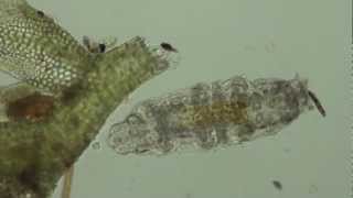 Water Bears in HD [upl. by Minerva]