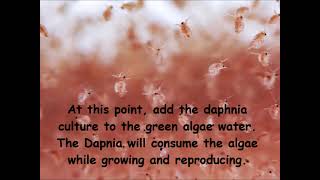 Daphnia  How to grow daphnia in your home [upl. by Kenaz]