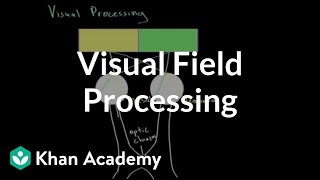 Visual field processing  Processing the Environment  MCAT  Khan Academy [upl. by Elwira]