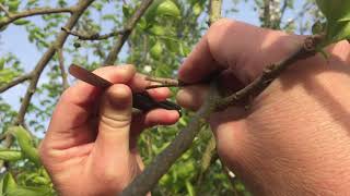 Brilliant Method To Multiple Graft On Adenium Plant  Desert Rose Plant Grafting [upl. by Nahgem]