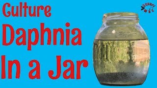 How to Culture Daphnia in a Jar [upl. by Neeluqcaj]