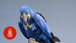 Meet the Biggest and Bluest Parrot in the World [upl. by Ttegirb]