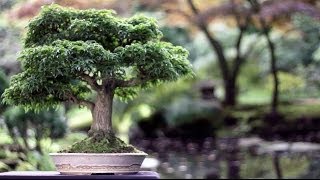 Bonsai trees [upl. by Olympe]