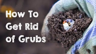 How to Get Rid of Grubs [upl. by Letnohs176]