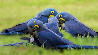 Hyacinth Macaws eating together in Pantanal Anodorhynchus hyacinthinus [upl. by Aneehta]