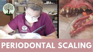 Periodontal Scaling in Cats amp Dogs [upl. by Anneiv]