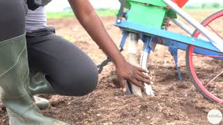 Smartfarm Mechanized Maize Farming Process [upl. by Brighton455]