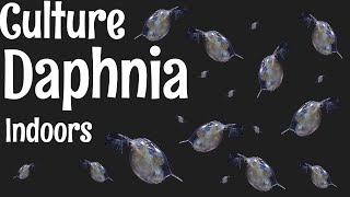 How to Culture Daphnia [upl. by Kerrison]