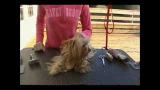 Grooming a Yorkie in a Long Coat [upl. by Herc]