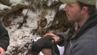 Visiting A Black Bear Den With Cubs [upl. by Corette]