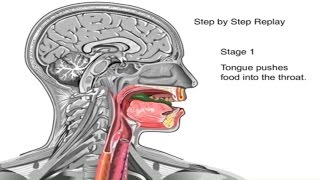 How Swallowing Works Animation Video  Stages of Swallowing Process  Swalllow Anatomy amp Physiology [upl. by Anikahs]