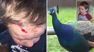 2YearOld Gets Horrifically Attacked By Peacock Inside Public Park [upl. by Lavoie]