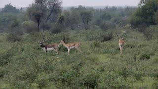 Indian Gazelle Chinkara amp Blackbuck in the wild in India [upl. by Esyahc666]