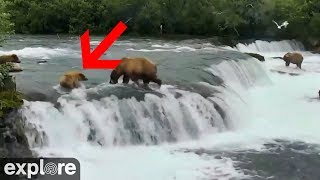 Brown Bear Cub Swept over Waterfall [upl. by Anitsej]