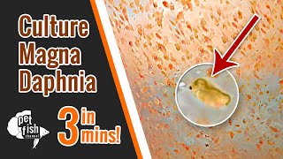 How to culture DAPHNIA MAGNA  The easy way [upl. by Santos]