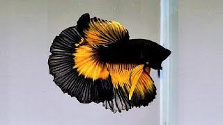 10 Most Beautiful Betta Fish in the World [upl. by Haididej]