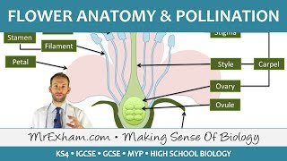 Plant reproduction  Flower anatomy and pollination  GCSE Biology 91 [upl. by Eniladam]