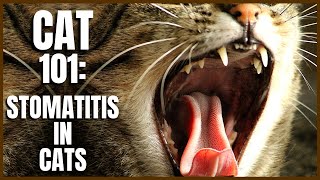 Cat 101 Stomatitis in Cats [upl. by Sumer764]