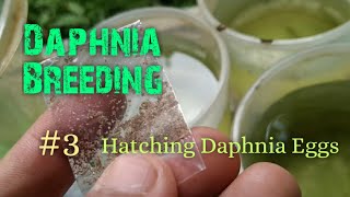 Daphnia Culture made simple and easy 3  Hatching Daphnia eggs [upl. by Aihsiyt]