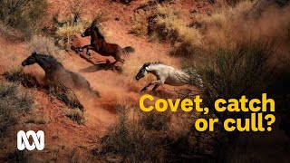 Covet catch or cull managing feral horses in Australia 🐎  Meet the Ferals Ep 1  ABC Australia [upl. by Kellsie632]