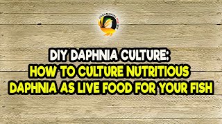 DIY Daphnia Culture How to Culture Nutritious Daphnia as Live Food for Your Fish [upl. by Adnolohs]