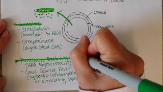 Streptococcus pyogenes Part 1 [upl. by Coonan]