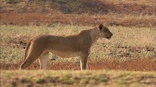 Lions Set a Trap for an Antelope [upl. by Ryun]